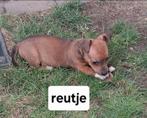 Jack Russel pups, Dieren en Toebehoren, Parvo, Jack Russell Terriër, 8 tot 15 weken, Meerdere