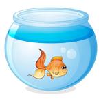 Vis opvang, Dieren en Toebehoren, Vissen | Aquariumvissen, Vis