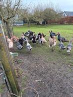 Kalkoenen te koop, Dieren en Toebehoren, Pluimvee, Meerdere dieren, Kalkoen