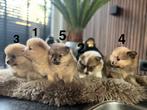 Pomeriaan Puppy’s, Dieren en Toebehoren, Honden | Poolhonden, Keeshonden en Oertypen, Keeshond, 8 tot 15 weken, Meerdere, Meerdere dieren