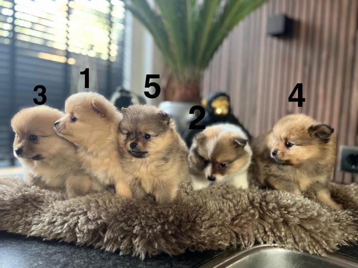 Pomeriaan Puppy’s, Dieren en Toebehoren, Honden | Poolhonden, Keeshonden en Oertypen, Meerdere dieren, Keeshond, Particulier, Meerdere