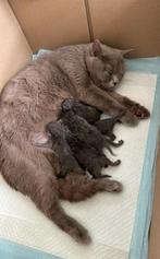 Zuivere Britse korthaar kittens, Meerdere dieren, 0 tot 2 jaar, Gechipt