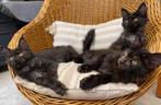 XXL Maine Coon kittens beschikbaar €1450; met stamboom, Dieren en Toebehoren, Katten en Kittens | Raskatten | Langhaar, Poes, Met stamboom