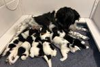 Friese Stabij puppy’s, Overige rassen, 8 tot 15 weken, Meerdere, Meerdere dieren