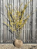 Hamamelis toverhazelaar xxl leverbaar in 2 bloemkleuren, Ophalen of Verzenden, Zomer, Overige soorten, Volle zon