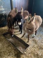 Mediterrane mini ezelveulens, Mei, Mannelijk