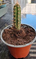 cactus, Ophalen, Cactus, Volle zon, Minder dan 100 cm