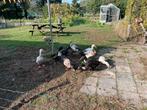 Jonge Indische loopeenden, Dieren en Toebehoren, Meerdere dieren, Eend