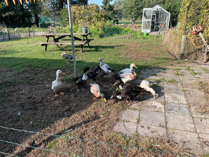 Jonge Indische loopeenden, nog twee woerden beschikbaar, Dieren en Toebehoren, Pluimvee, Eend, Meerdere dieren