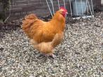 Prachtige Orpington haan, Dieren en Toebehoren, Pluimvee, Mannelijk, Kip
