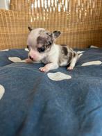 Prachtige chihuahua pups te koop,blue merle & black and tan, Dieren en Toebehoren, Honden | Chihuahua's en Gezelschapshonden, CDV (hondenziekte)