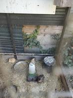 Kwartels, Meerdere dieren