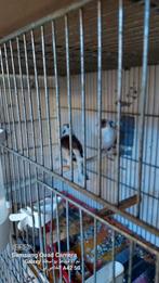 Beuningen, Dieren en Toebehoren, Mannelijk