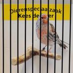 Agaat rood mozaïek kanarie man Goede zanger