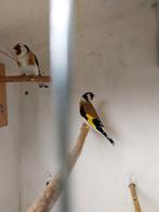 Koppel majoor putters, Meerdere dieren, Wildzangvogel, Geringd