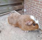 Jonge cavia's, Dieren en Toebehoren, Cavia, April, Mannelijk, Tam