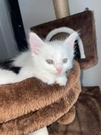 Kittens kruising ragdoll britse korthaar, Dieren en Toebehoren, Katten en Kittens | Overige Katten, Kater, Langharig, 0 tot 2 jaar