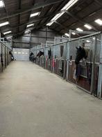 Stallen vrij, Dieren en Toebehoren, Stalling en Weidegang, Weidegang, 2 of 3 paarden of pony's