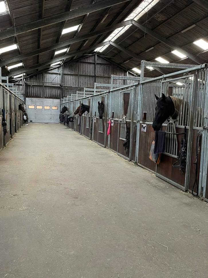 Stallen vrij, Dieren en Toebehoren, Stalling en Weidegang, Stalling, Weidegang, 2 of 3 paarden of pony's