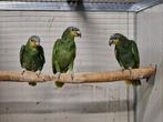 4 Venezuela amazones, Dieren en Toebehoren, Meerdere dieren, Papegaai, Geringd