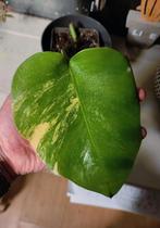Monstera aurea yellow variegata, Huis en Inrichting, Kamerplanten, Ophalen, Halfschaduw, Minder dan 100 cm