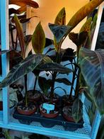 Musa acuminata Zebrina, Ophalen, Overige soorten, Minder dan 100 cm