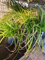 10 siergrassen C2, Tuin en Terras, Ophalen of Verzenden