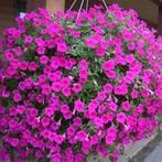 Petunia wave Lavender zaden, Ophalen of Verzenden, Voorjaar, Volle zon, Zaad