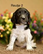 Knappe Stabij x Cocker Spaniël puppy’s te koop, Dieren en Toebehoren, 8 tot 15 weken, Meerdere, Meerdere dieren, Middel