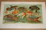 Antieke kleurenlitho - Aquarium vissen - Circa 1900 !!, Antiek en Kunst, Kunst | Litho's en Zeefdrukken, Ophalen of Verzenden