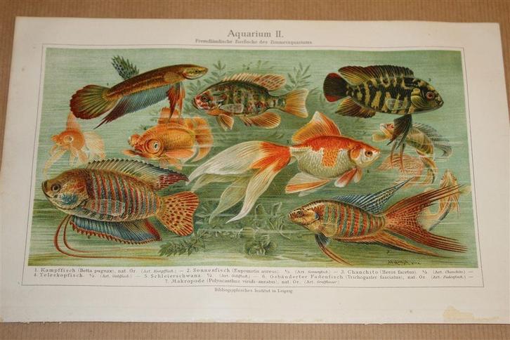 Antieke kleurenlitho - Aquarium vissen - Circa 1900 !!, Antiek en Kunst, Kunst | Litho's en Zeefdrukken, Ophalen of Verzenden