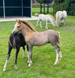 Welsh sectie A hengst veulen en jaarling merrie te koop, Dieren en Toebehoren, Pony's, Merrie, Recreatiepony, 0 tot 2 jaar