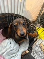 Kaninchen teckel pup’s te koop.Mogen nu het nest verlaten, Dieren en Toebehoren, Honden | Teckels en Dashonden, Kaninchen, Rabiës (hondsdolheid)