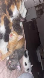 (SPOEDIG!)Liefdevol Thuis Gezocht voor Yuki Lola en kittens, Dieren en Toebehoren, Katten en Kittens | Raskatten | Korthaar, Kater
