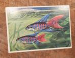 Paartje paradijsvissen - Ko van den Broecke, Verzamelen, Ansichtkaarten | Themakaarten, Verzenden, 1960 tot 1980, Gelopen, Overige thema's