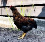 Oergezonde Ameraucana x Rhode Island Red Haan, Dieren en Toebehoren, Pluimvee, Mannelijk, Kip