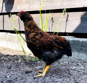 Oergezonde Ameraucana x Rhode Island Red Haan beschikbaar voor biedingen