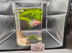 Siamese Kempvis Betta - Eigen kweek., Dieren en Toebehoren, Ophalen, Nieuw, Overige typen