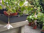 Te koop: fuchsia stekken ‘Smiling Raf’, Ophalen, Vaste plant, Overige soorten, Volle zon