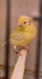 Waterslagers tekoop, Dieren en Toebehoren, Vogels | Kanaries, Vrouwelijk, Zangkanarie