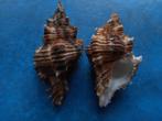 Schelpen: Murex (Chicoreus) kilburni Houart & P f++g 42-49mm, Verzenden, Schelp(en)