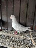 Te koop, Dieren en Toebehoren, Mannelijk, Overige soorten