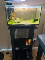 Superfish Quadro 40 pro + aquarium meubel, Ophalen, Zo goed als nieuw, Gevuld zoetwateraquarium