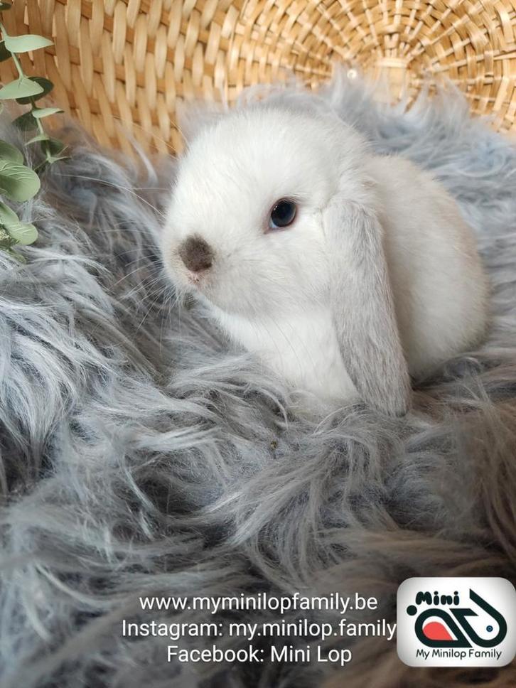 Raszuiver baby minilop konijn ram (transport mogelijk), Dieren en Toebehoren, Konijnen, Dwerg, Mannelijk, 0 tot 2 jaar, Hangoor