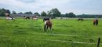 stalling en weidegang, Dieren en Toebehoren, Stalling en Weidegang, Weidegang, 1 paard of pony