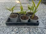 Trachycarpus Fortunei Palm - Winterhard, Tuin en Terras, Bloeit niet, Ophalen of Verzenden, Minder dan 100 cm, Palmboom