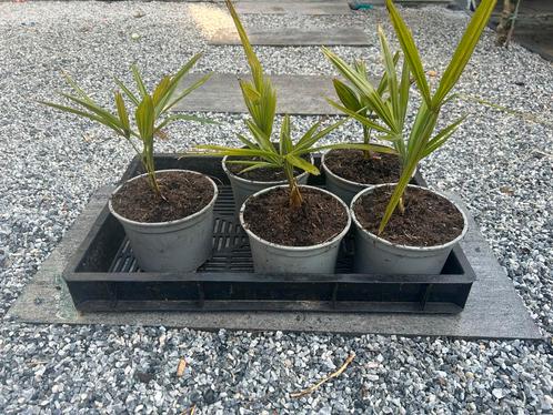 Trachycarpus Fortunei Palm - Winterhard, Tuin en Terras, Planten | Bomen, Palmboom, Minder dan 100 cm, Volle zon, Bloeit niet