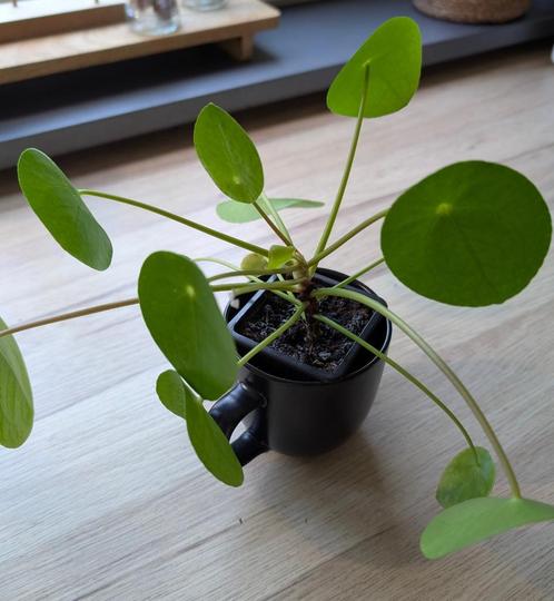 pannenkoekplant stekjes in mok, Huis en Inrichting, Kamerplanten, Overige soorten, Minder dan 100 cm, Bloeiende kamerplant, Halfschaduw