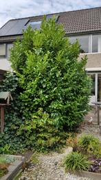 Gratis laurierkers, Tuin en Terras, Planten | Bomen, Ophalen, Overige soorten, 250 tot 400 cm