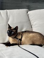 Mooie Siamees poes, Dieren en Toebehoren, Poes, Ingeënt, 0 tot 2 jaar